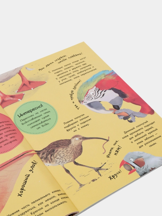Моя первая книга. Какие бывают птицы? 978-5-17-122848-4 q0000016602