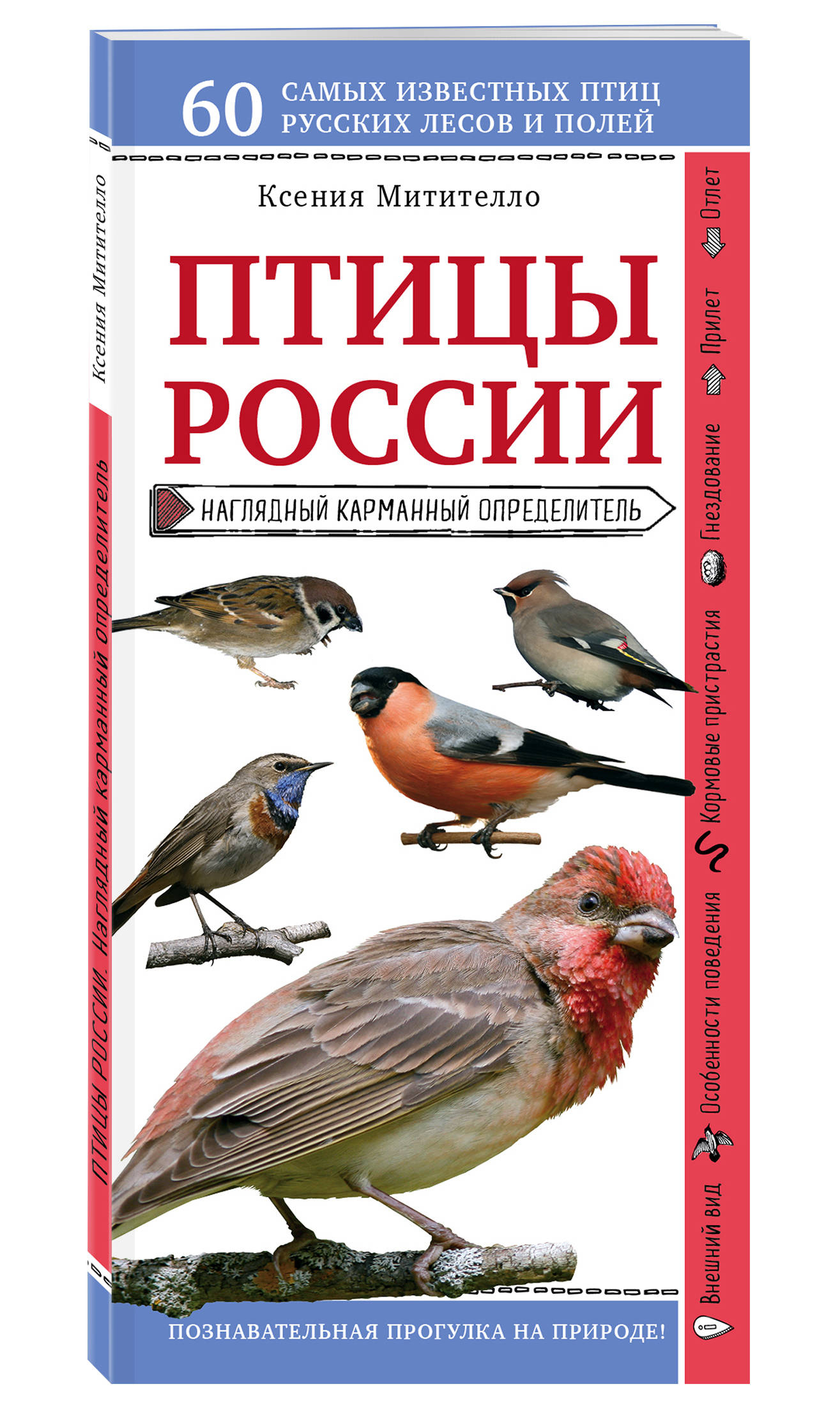 Определитель птиц. Птицы России. Наглядный карманный определитель Митителло к.. Ксения Митителло птицы России наглядный карманный определитель. Книга птицы России определитель. Птицы России книга.