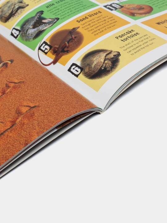 In Focus: Reptiles, Barbara Taylor