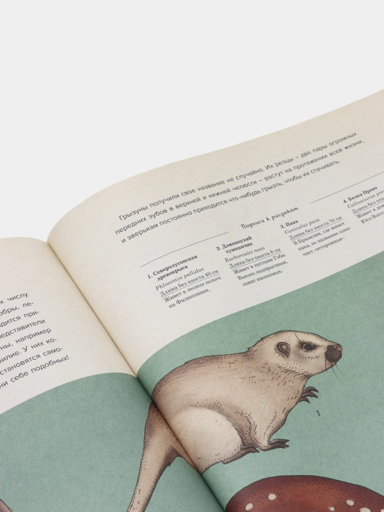 Animalium - rang-barang rasmlar bilan bezatilgan hayvonlar haqidagi kitob | Jenni Brum
