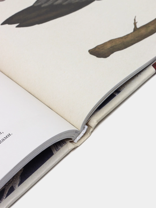 Animalium - rang-barang rasmlar bilan bezatilgan hayvonlar haqidagi kitob | Jenni Brum