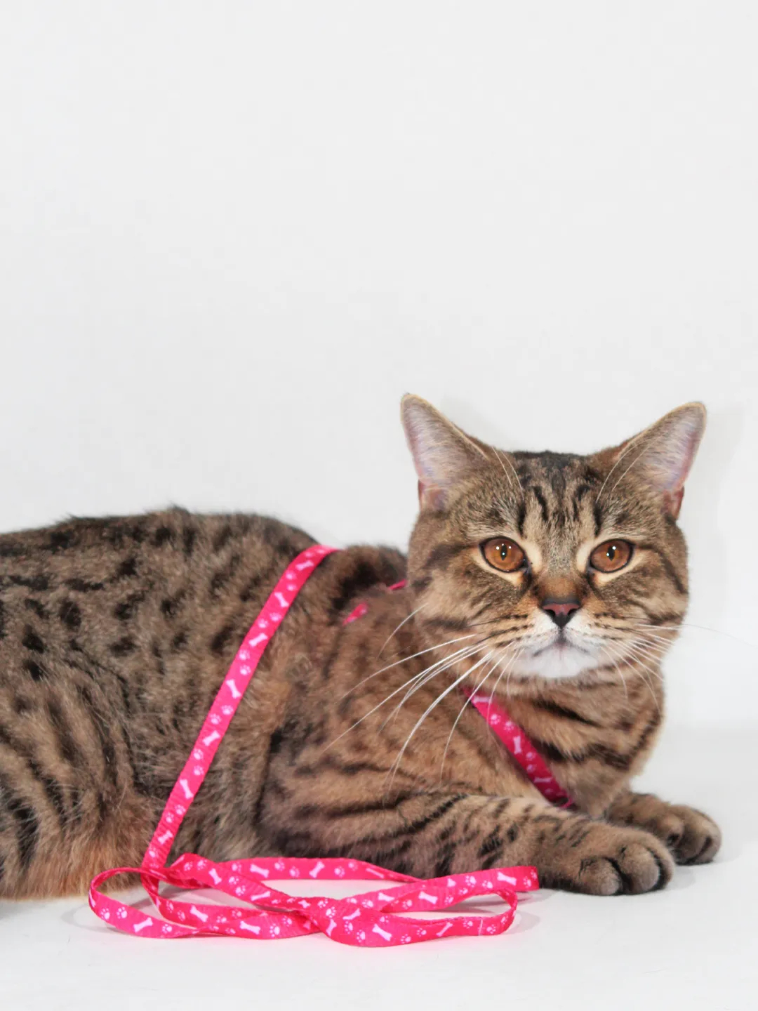 Inson dizayni reflektori 6 2