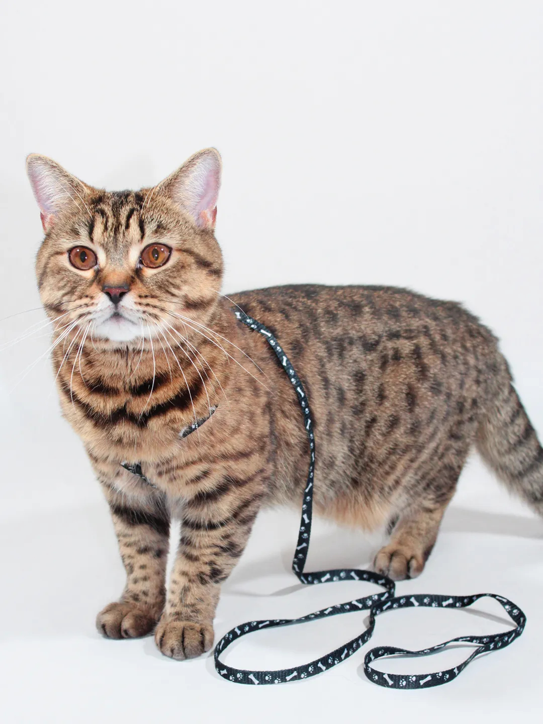 Avtobusda katta dumbalar seks porno videolar