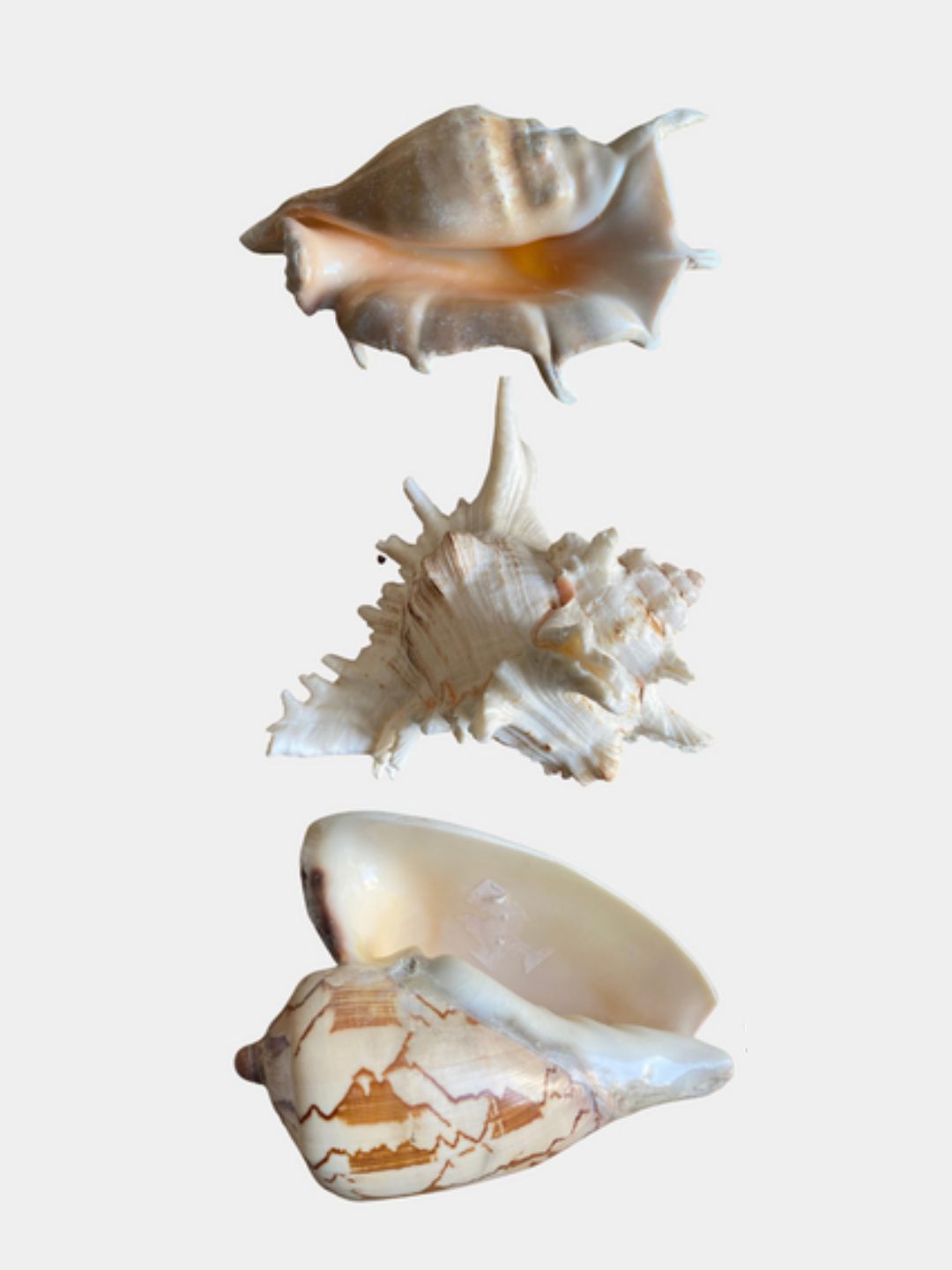 Chiganoqlar uchun kunnilingus Chiganoqlar uchun kunnilingus