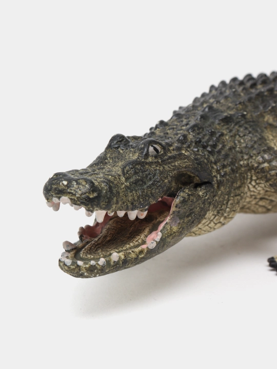 Haykalcha alligator