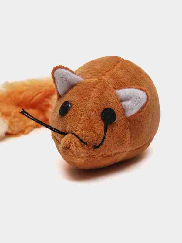 Yoshlarning yalangoch mushuklari yaqin