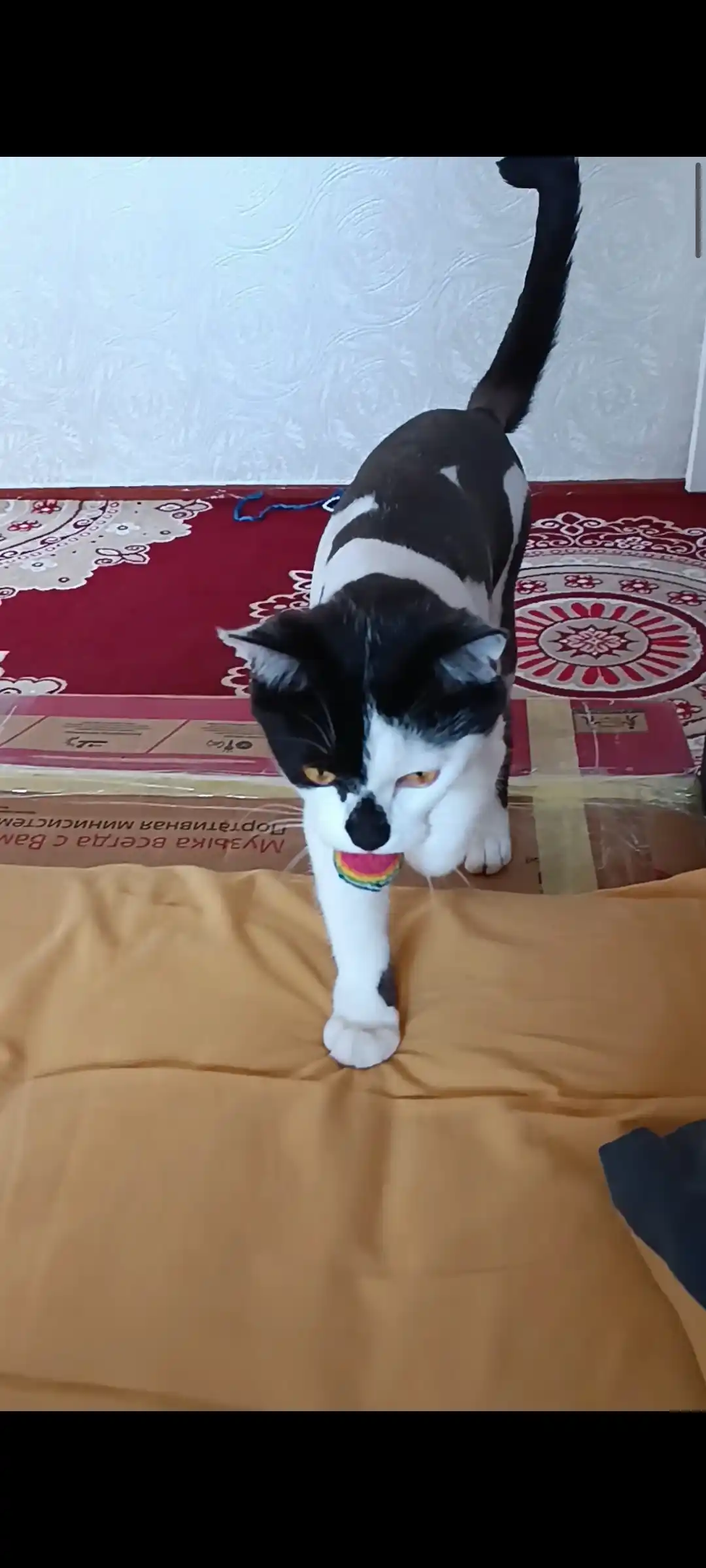 Mushuklar va itlar uchun to'p o'yinchoqlari, jim yumshoq to'p