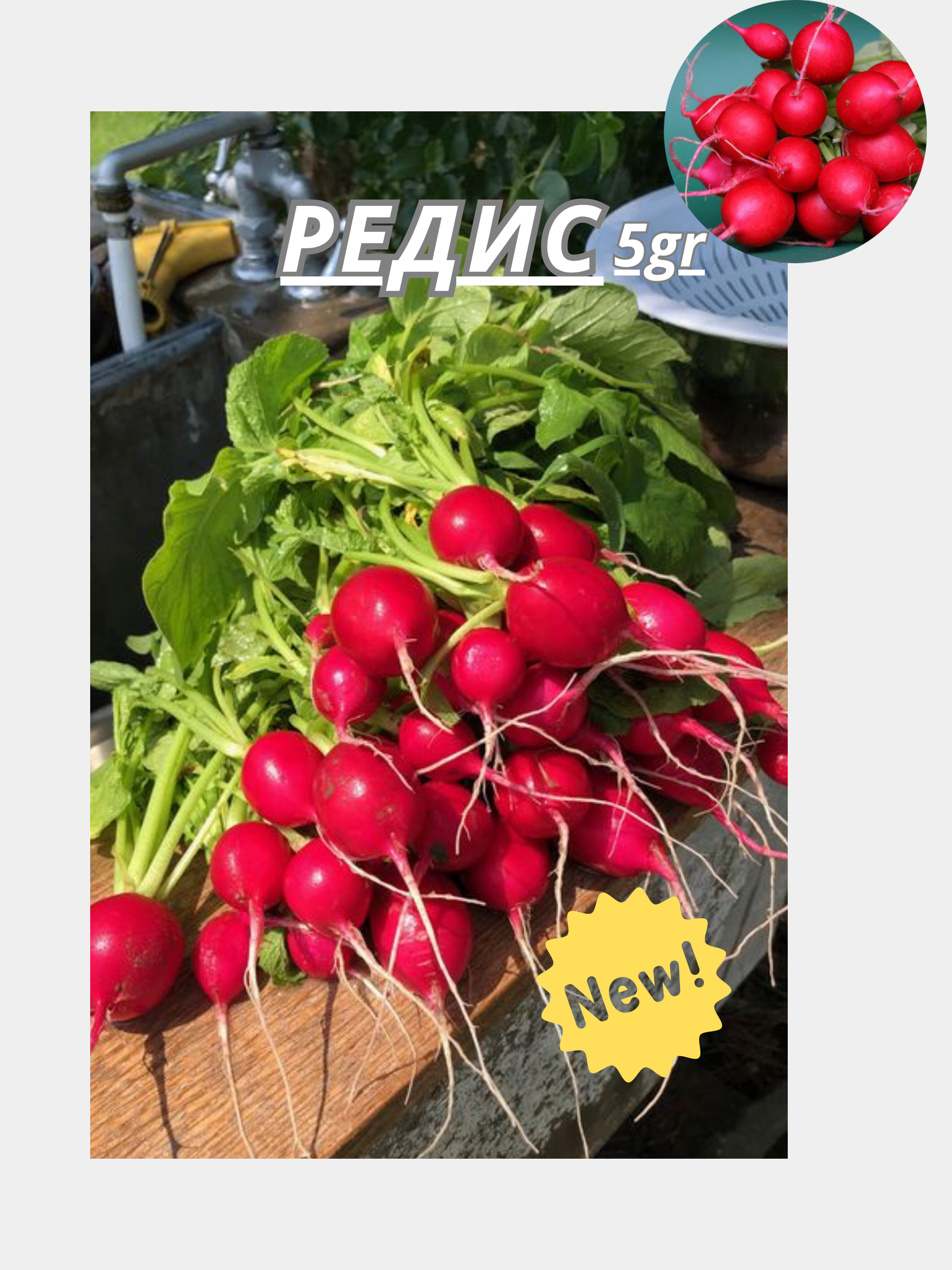 Редис кинза. Редис кинза