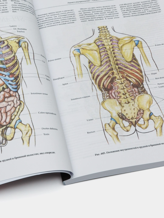 Atlas anatomii cheloveka. Tom 2, R. D. Sinelnikov
