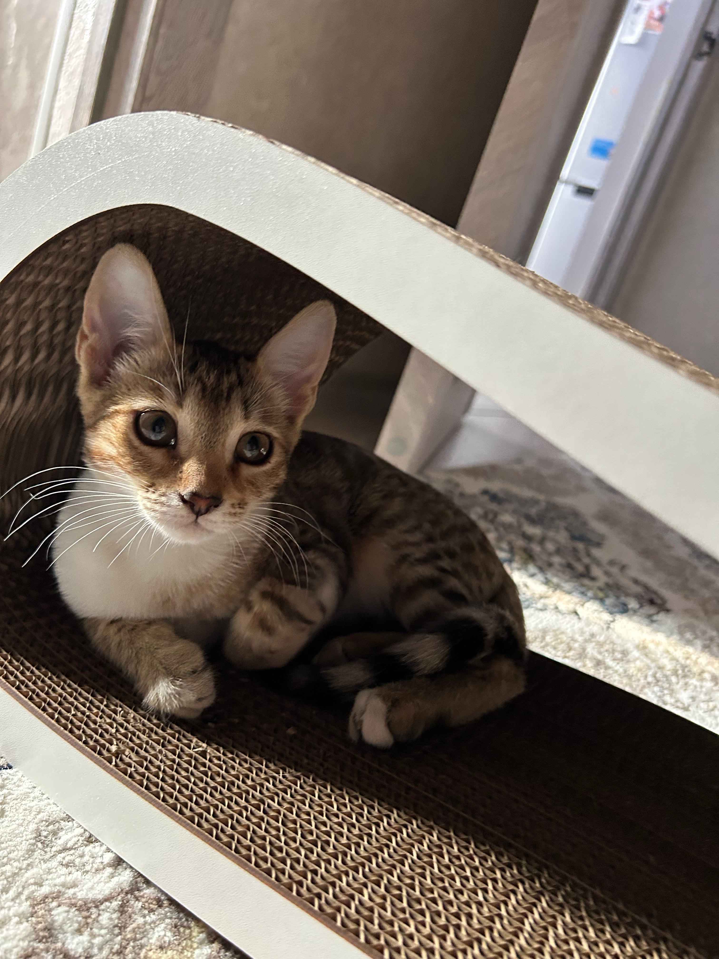 Men porno videolarga tushaman