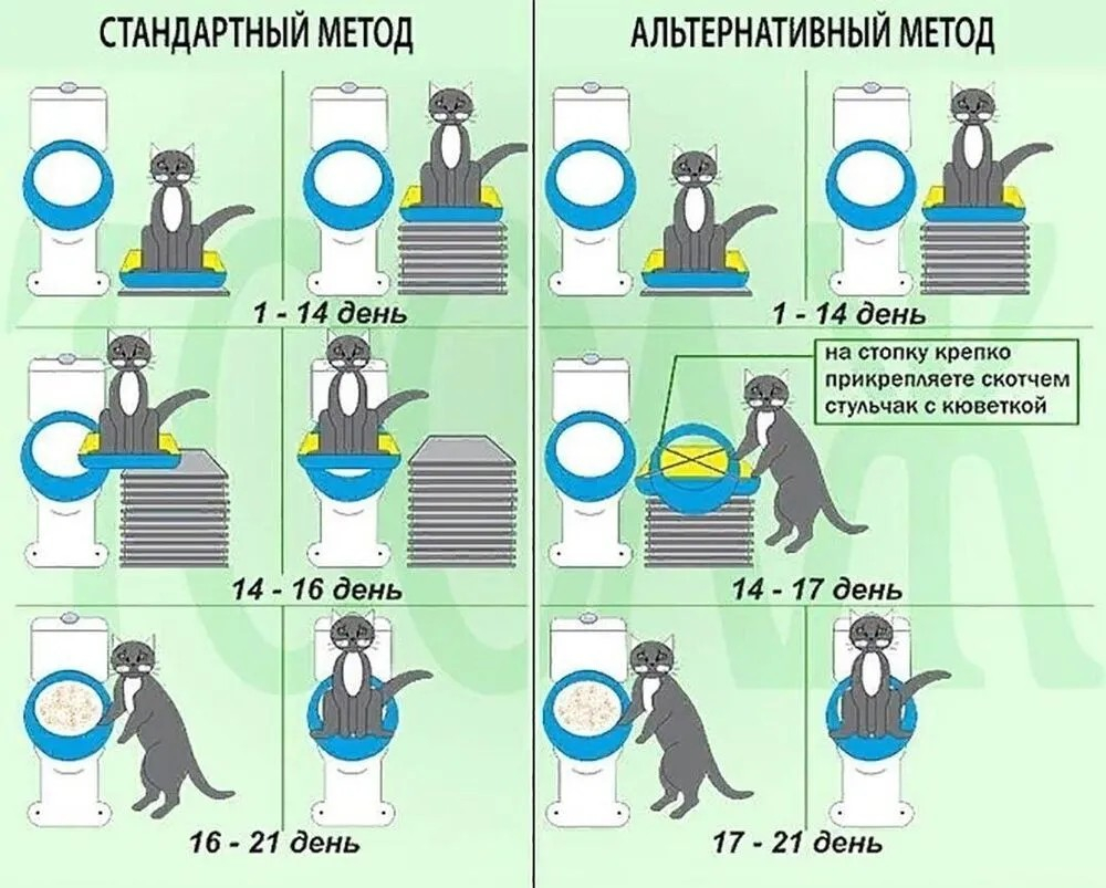 Как отучить кота ходить в туалет в кровать