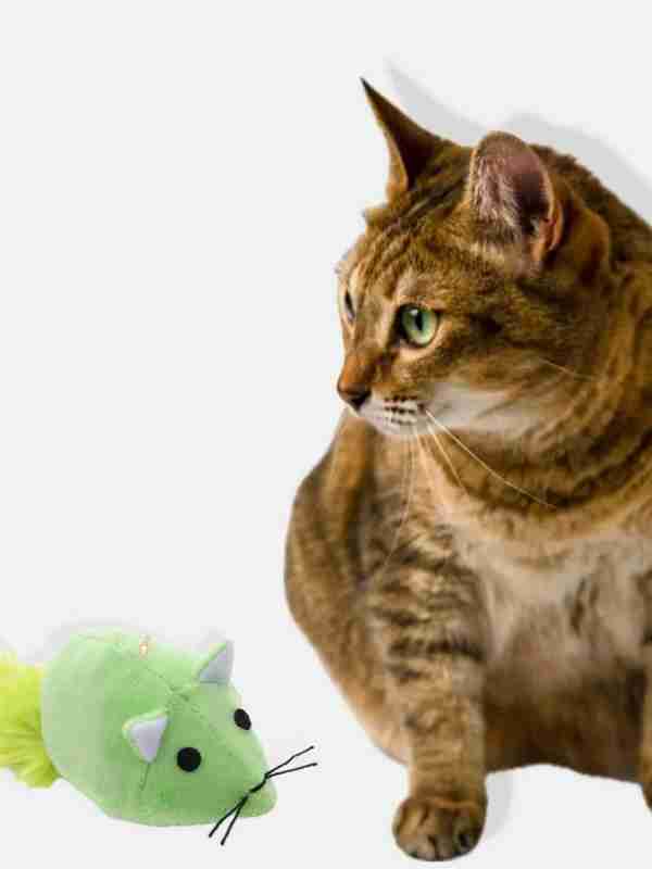 Jinsiy olatdan siydik oqadi