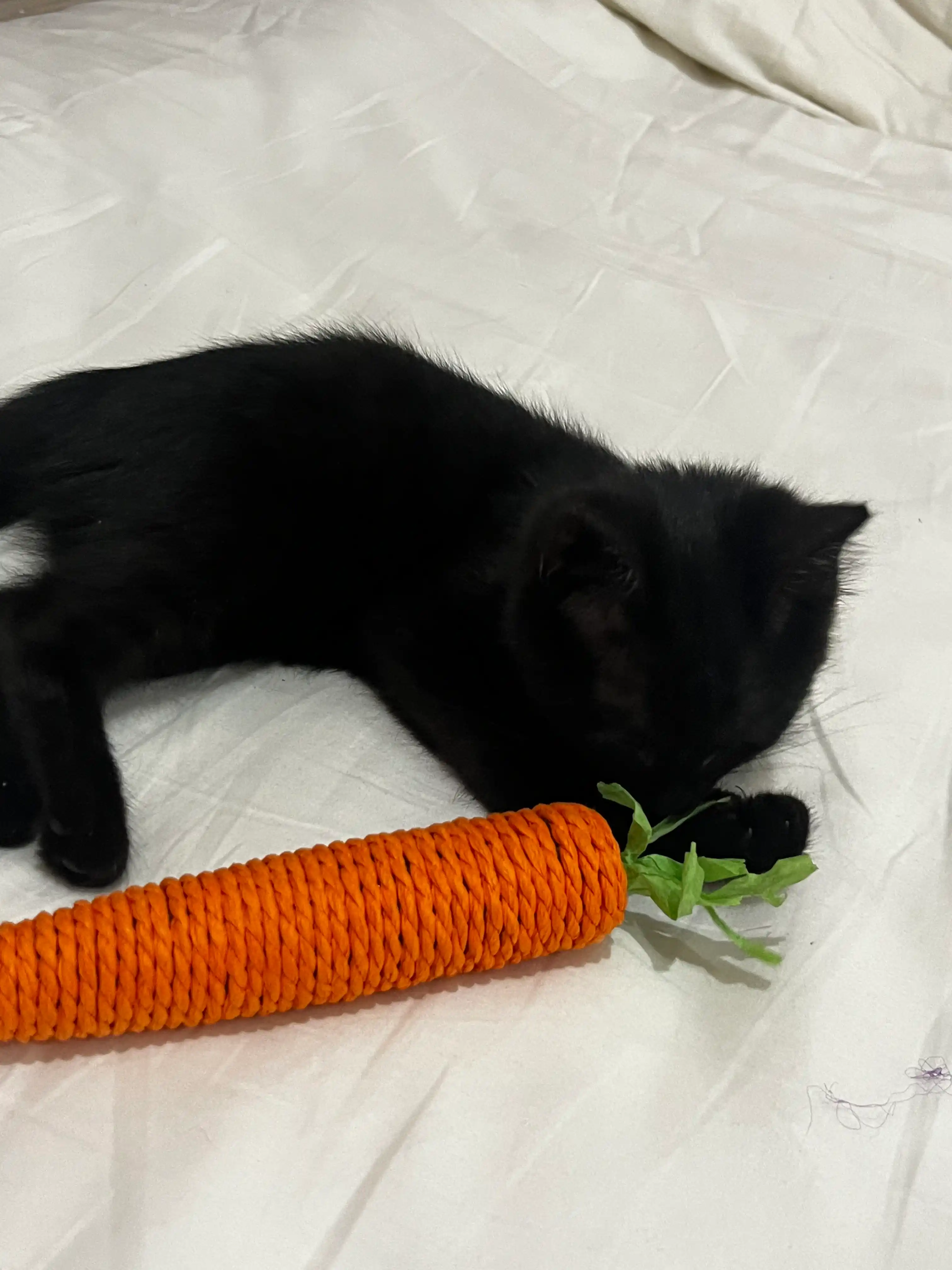 Игрушка когтеточка для кошек и котят Морковка шуршащая с бубенчиком