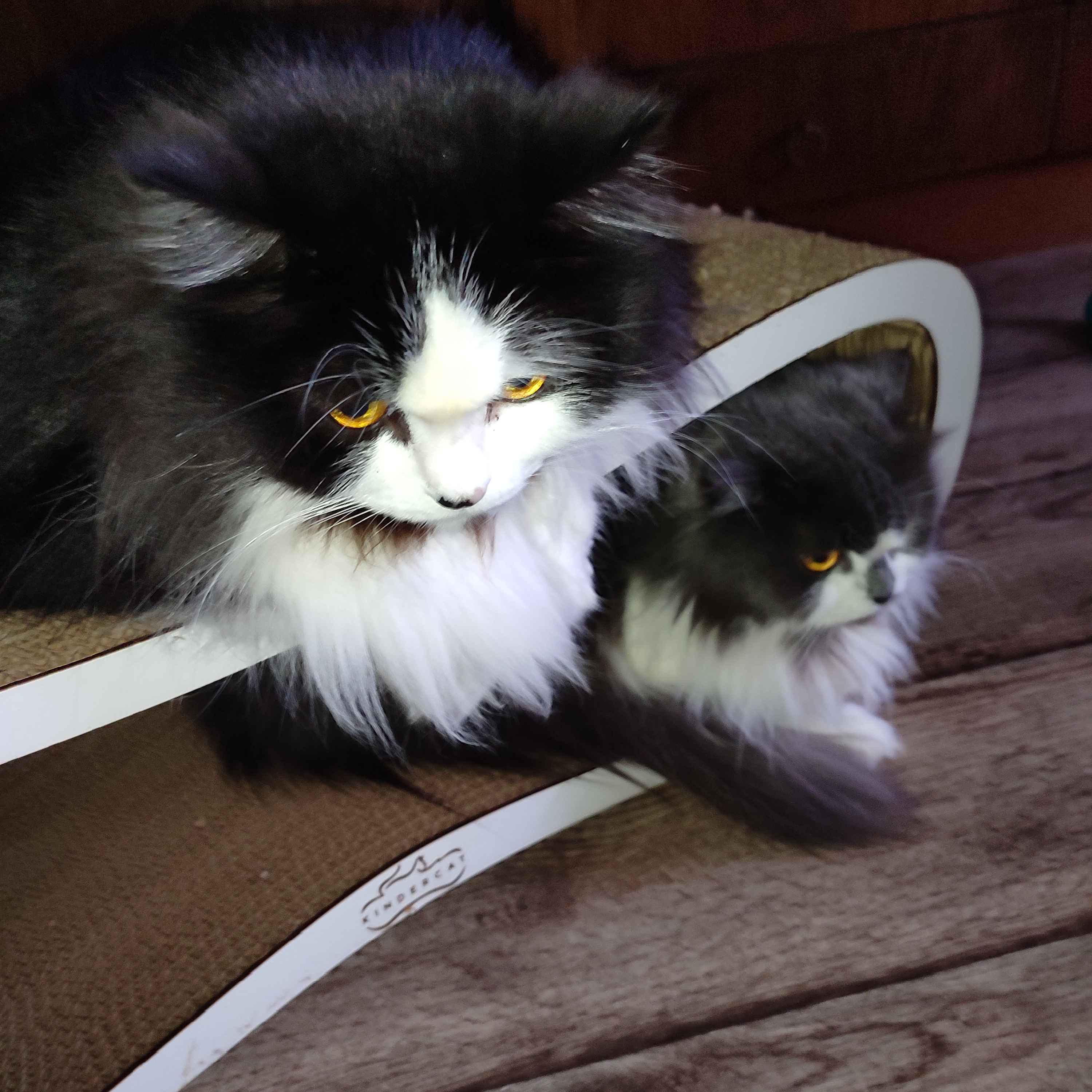 Qiziqarli pozitsiyalarda jinsiy aloqa Braziliyalik porno: sikish va farting