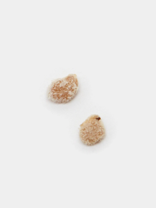 Urug‘lar: Lavlagi, Bulg‘or, Turp, Karam, Rayhon, Pomidor, Selderey, Bodreng, Ukrop, 5 g