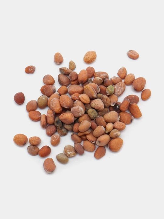 Urug‘lar: Lavlagi, Bulg‘or, Turp, Karam, Rayhon, Pomidor, Selderey, Bodreng, Ukrop, 5 g