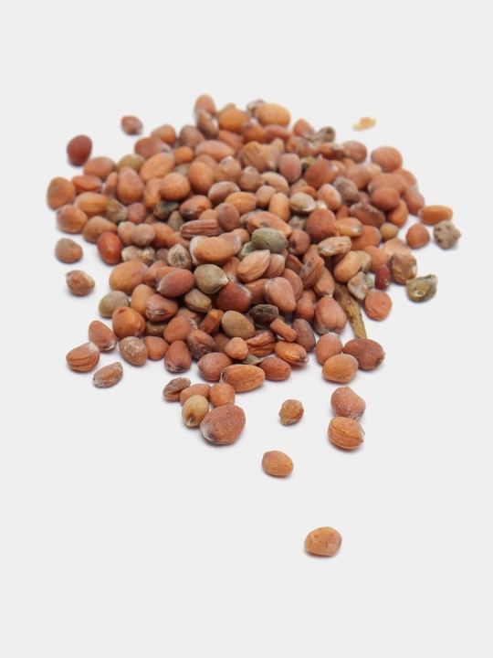 Urug‘lar: Lavlagi, Bulg‘or, Turp, Karam, Rayhon, Pomidor, Selderey, Bodreng, Ukrop, 5 g