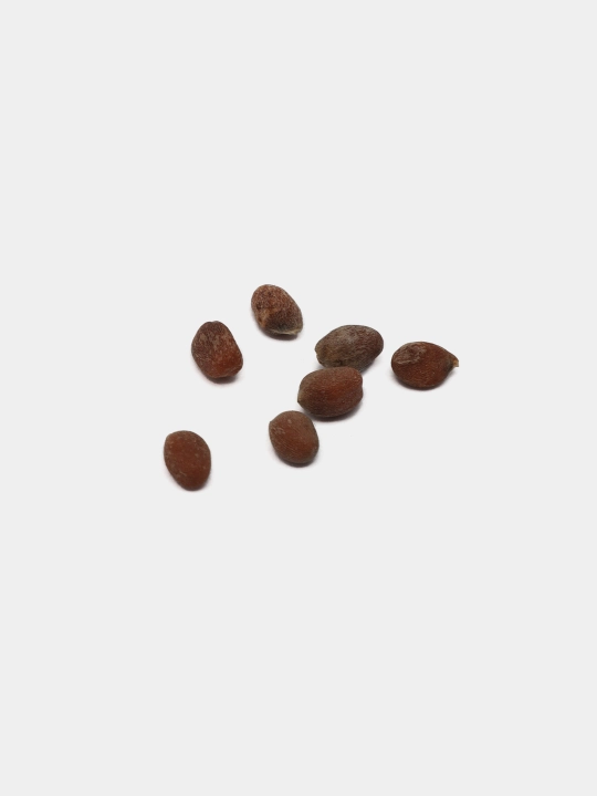 Urug‘lar: Lavlagi, Bulg‘or, Turp, Karam, Rayhon, Pomidor, Selderey, Bodreng, Ukrop, 5 g