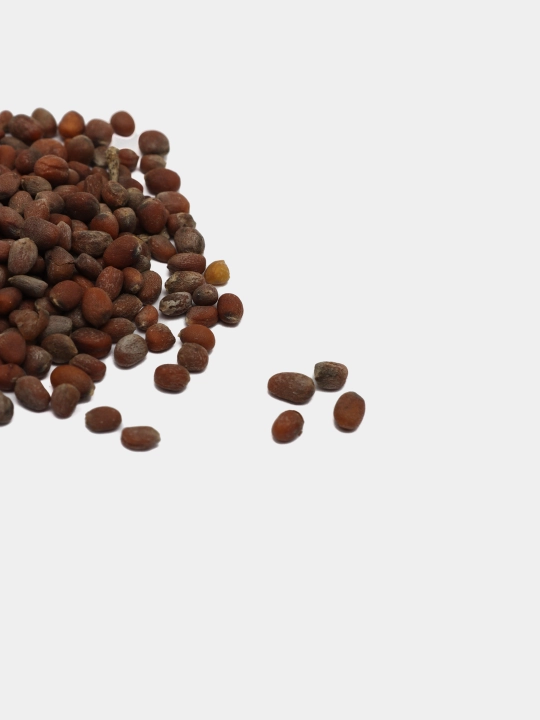 Urug‘lar: Lavlagi, Bulg‘or, Turp, Karam, Rayhon, Pomidor, Selderey, Bodreng, Ukrop, 5 g