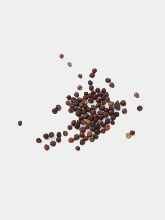 Urug‘lar: Lavlagi, Bulg‘or, Turp, Karam, Rayhon, Pomidor, Selderey, Bodreng, Ukrop, 5 g