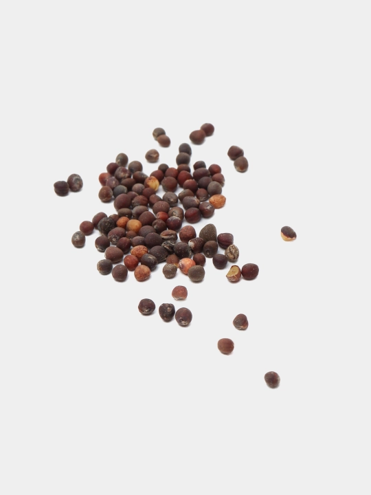 Urug‘lar: Lavlagi, Bulg‘or, Turp, Karam, Rayhon, Pomidor, Selderey, Bodreng, Ukrop, 5 g