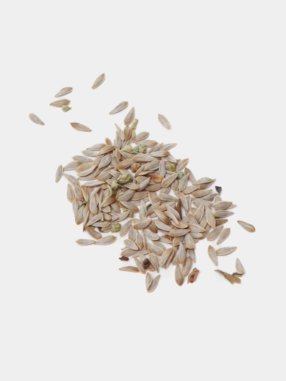 Urug‘lar: Lavlagi, Bulg‘or, Turp, Karam, Rayhon, Pomidor, Selderey, Bodreng, Ukrop, 5 g
