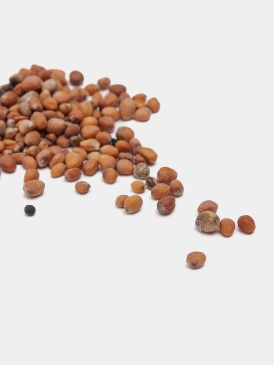 Urug‘lar: Lavlagi, Bulg‘or, Turp, Karam, Rayhon, Pomidor, Selderey, Bodreng, Ukrop, 5 g