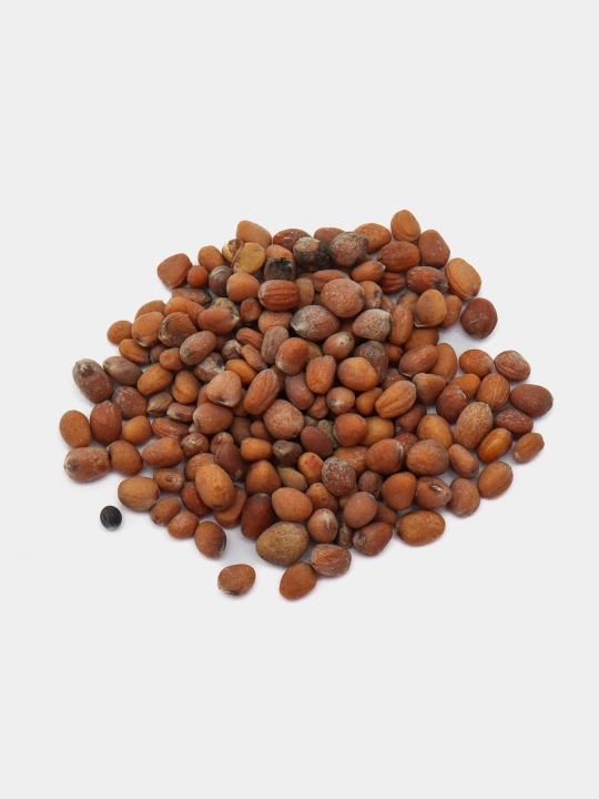 Urug‘lar: Lavlagi, Bulg‘or, Turp, Karam, Rayhon, Pomidor, Selderey, Bodreng, Ukrop, 5 g