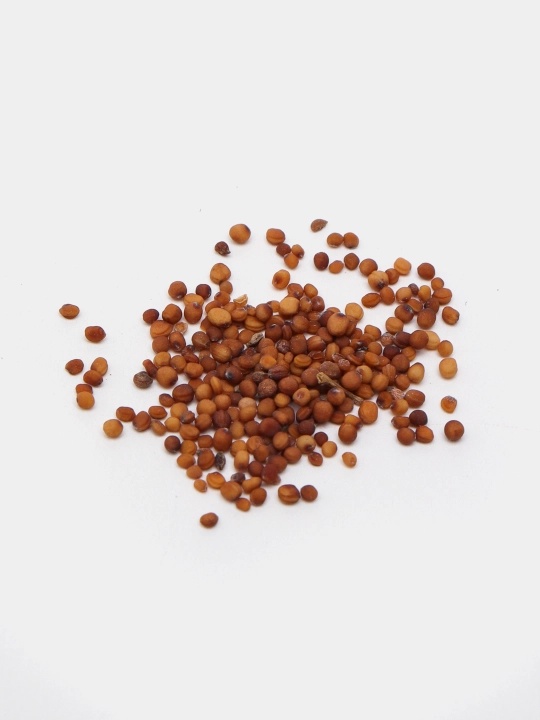 Urug‘lar: Lavlagi, Bulg‘or, Turp, Karam, Rayhon, Pomidor, Selderey, Bodreng, Ukrop, 5 g