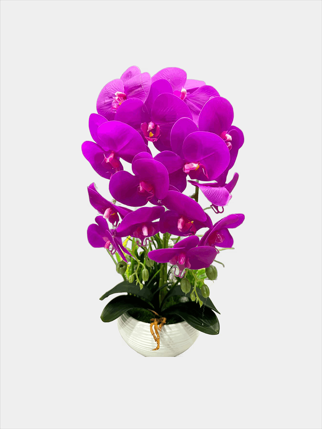 Orxideya guli 2 ta shoxlik 219000 so'mga eng yaxshi narxda. Uzum Market