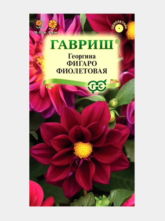 Urug'lar Dahlia Figaro binafsha, 7 dona, 1071860791