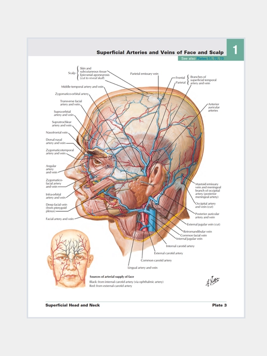 Tibbiyot kitobi, odam anatomiyasi atlasi, Atlas of Human Anatomy, Frank Netter, Meditsina