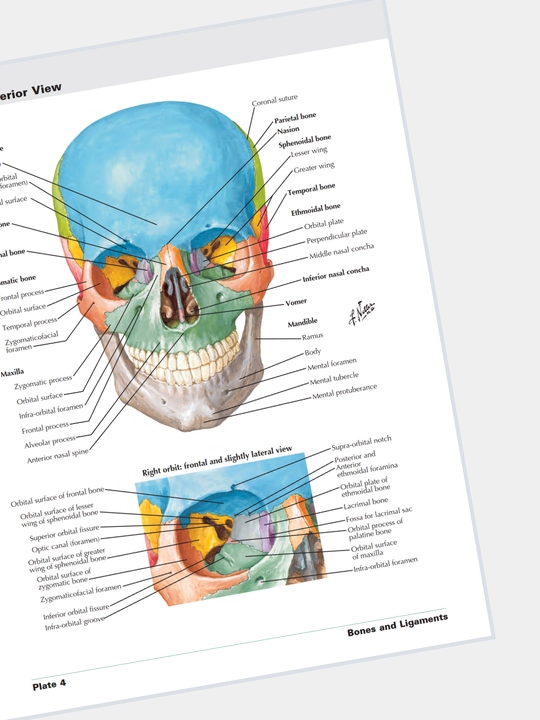Tibbiyot kitobi, odam anatomiyasi atlasi, ATLAS OF HUMAN ANATOMY Frank Netter