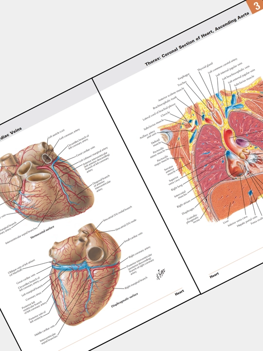 Tibbiyot kitobi, odam anatomiyasi atlasi, ATLAS OF HUMAN ANATOMY Frank Netter