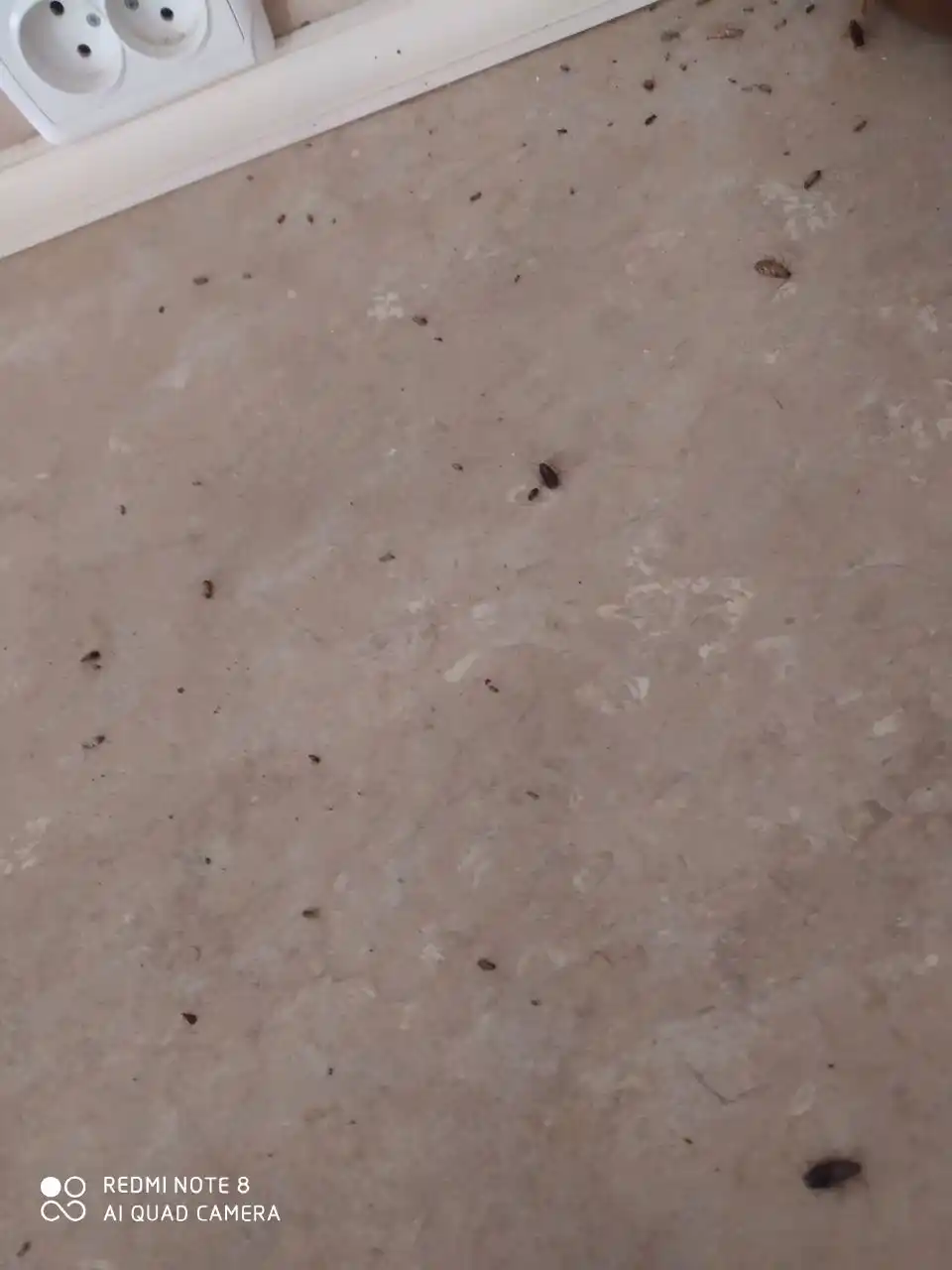 Shprits-gel suvaraklarga qarshi Advion cockroaches gel