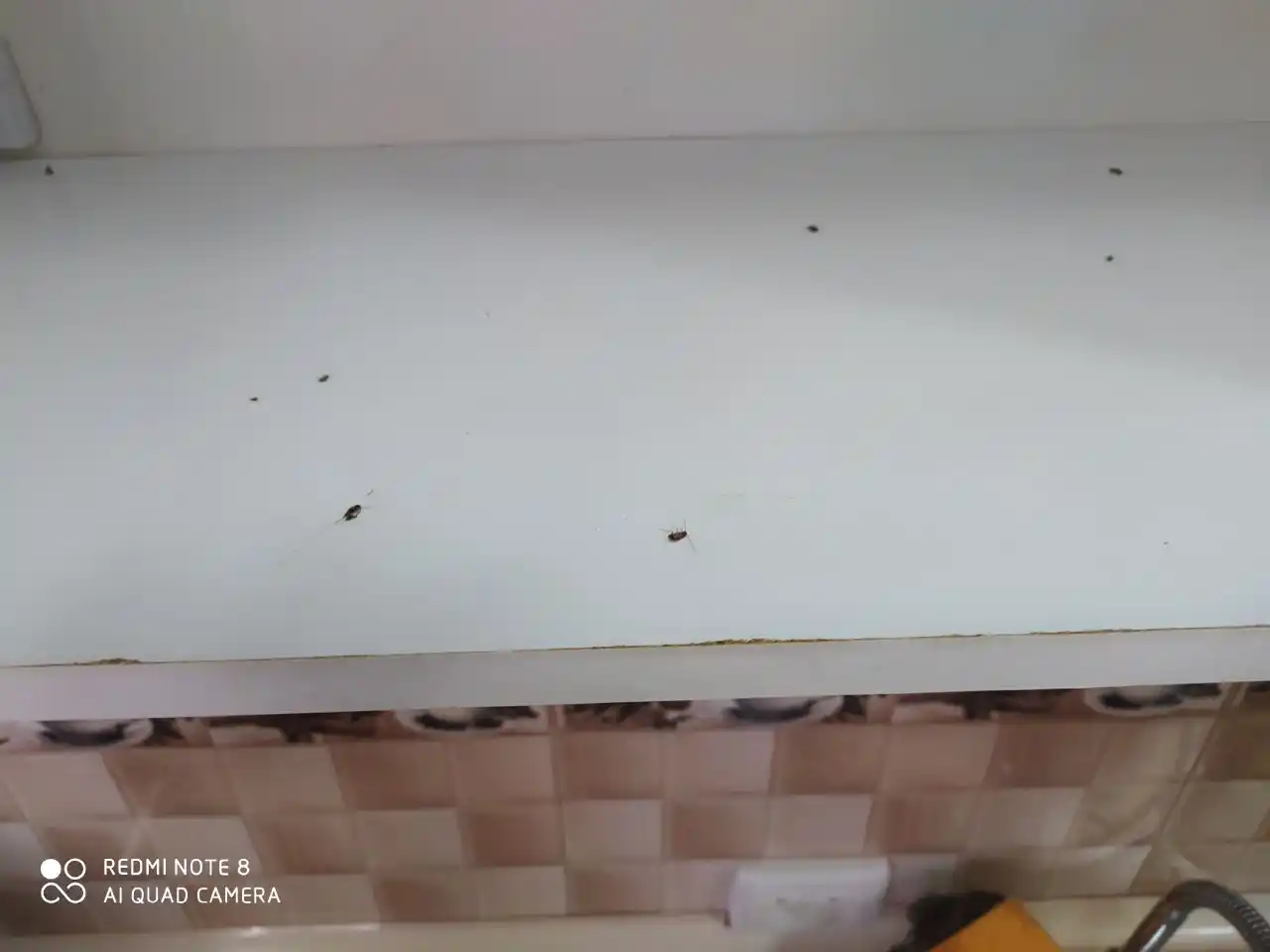 Shprits-gel suvaraklarga qarshi Advion cockroaches gel