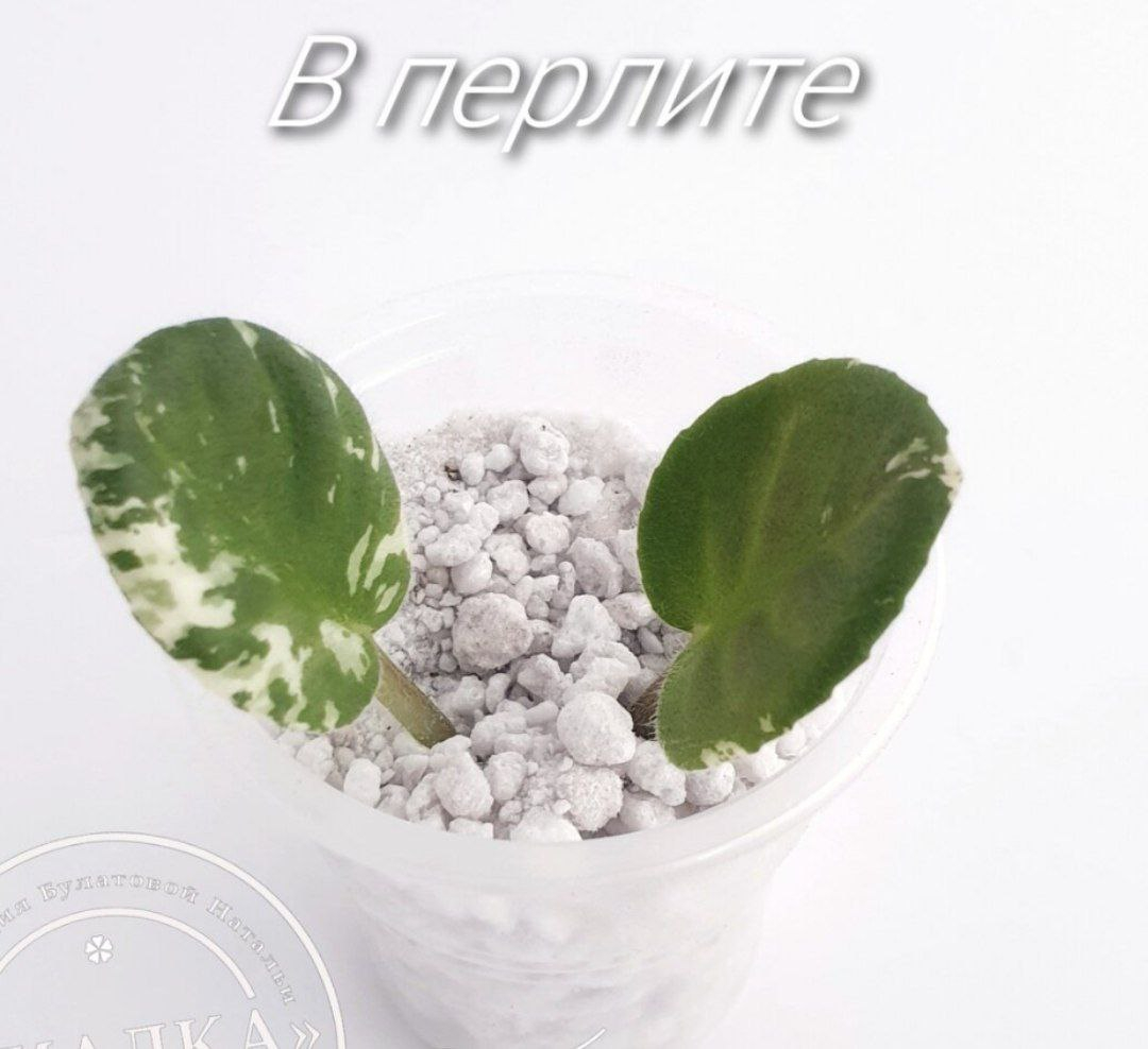 Перлит для цветов, 200 г, для роста и развитие, пересадки и укоренение ...