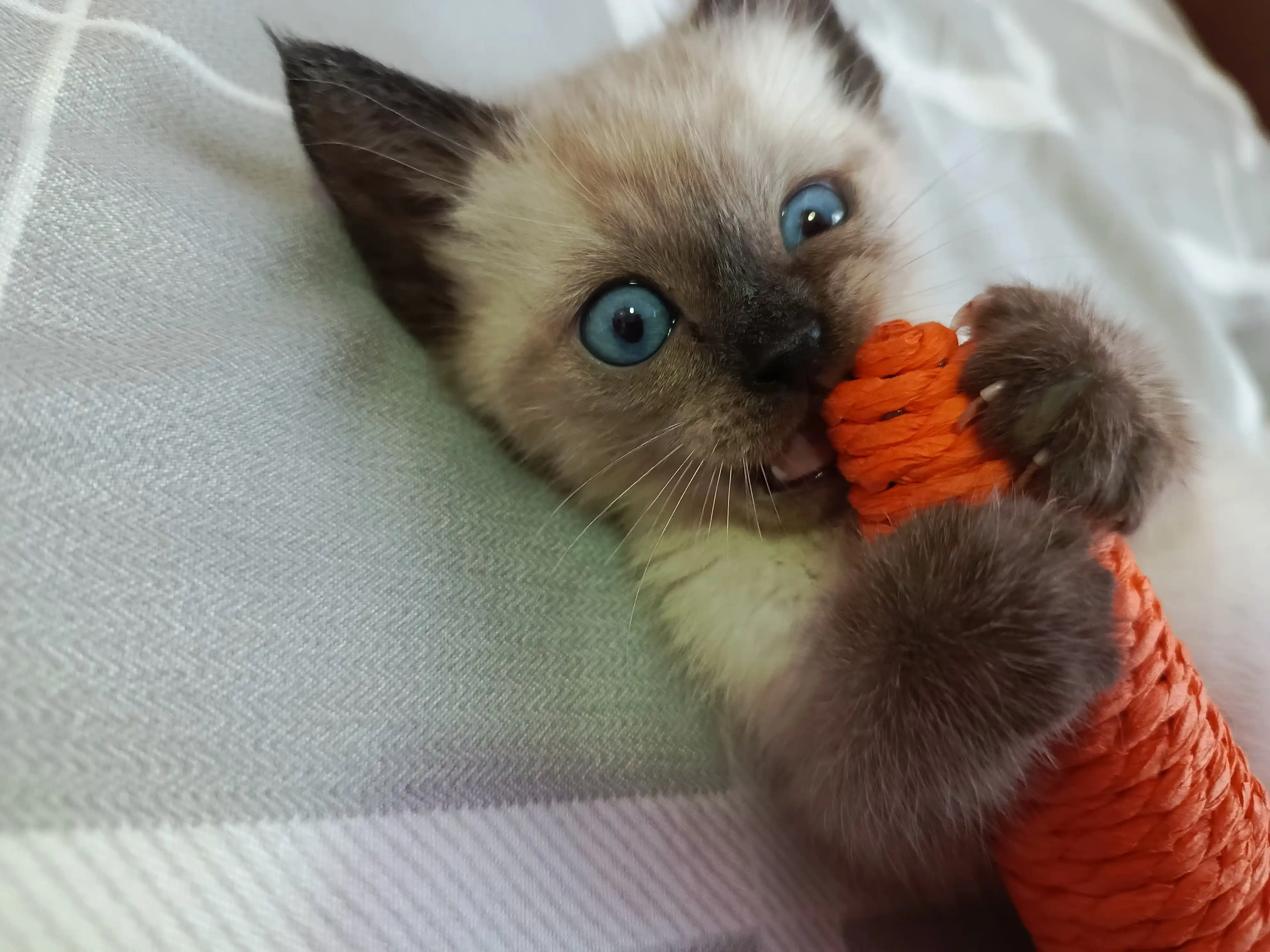 Игрушка когтеточка для кошек и котят Морковка шуршащая с бубенчиком
