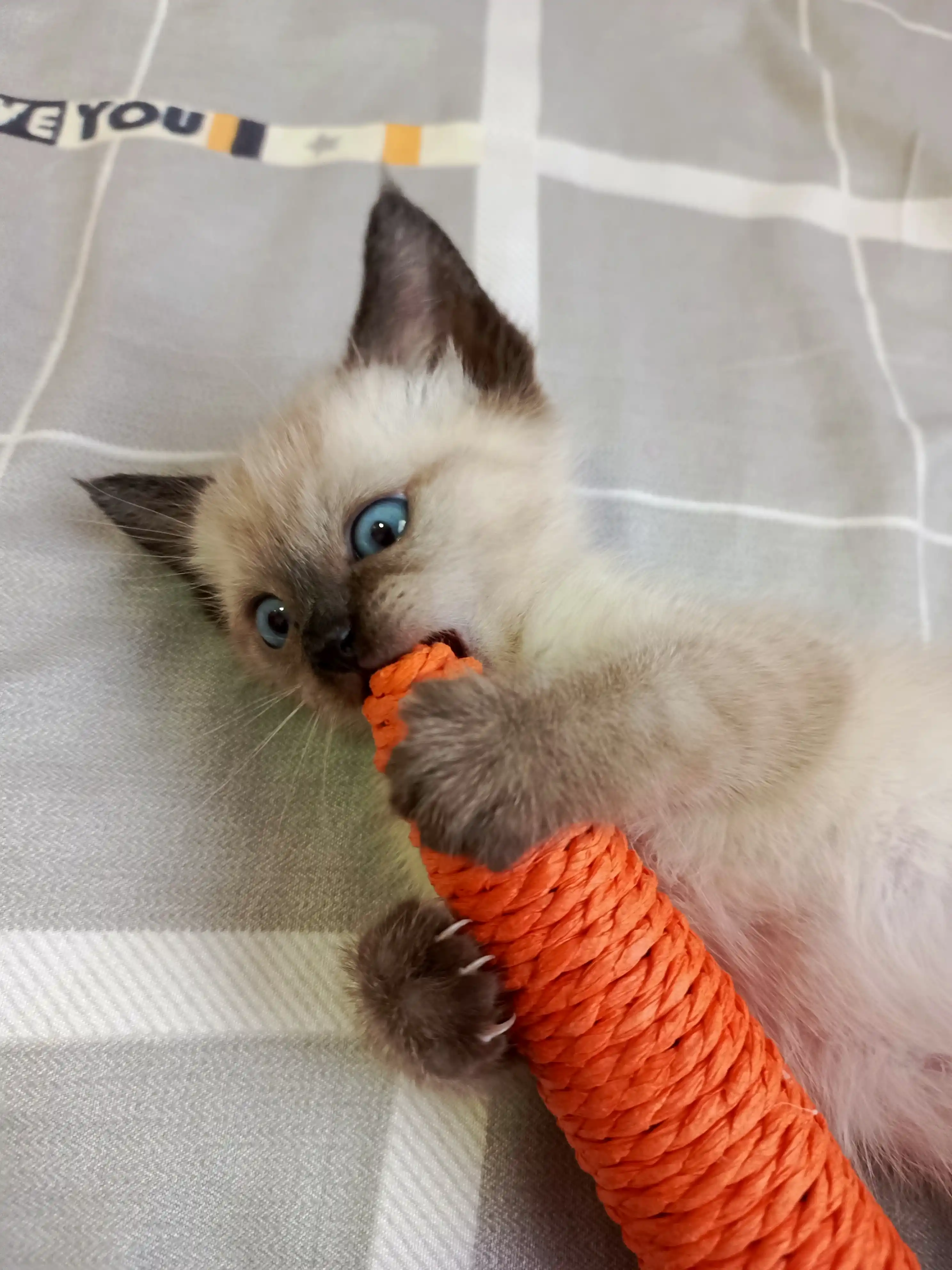 Игрушка когтеточка для кошек и котят Морковка шуршащая с бубенчиком