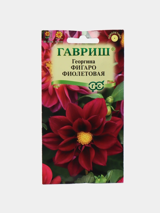 Urug'lar Dahlia Figaro binafsha, 7 dona, 1071860791