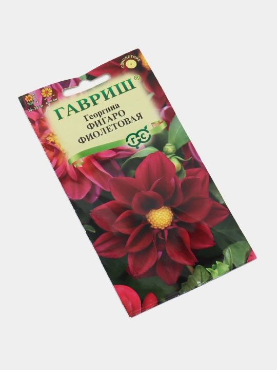 Urug'lar Dahlia Figaro binafsha, 7 dona, 1071860791