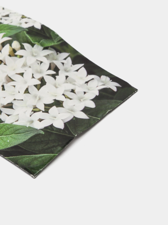 Pentas lanceolate urug'lari baxtli yulduz oq F1, 3 dona, 1071862668