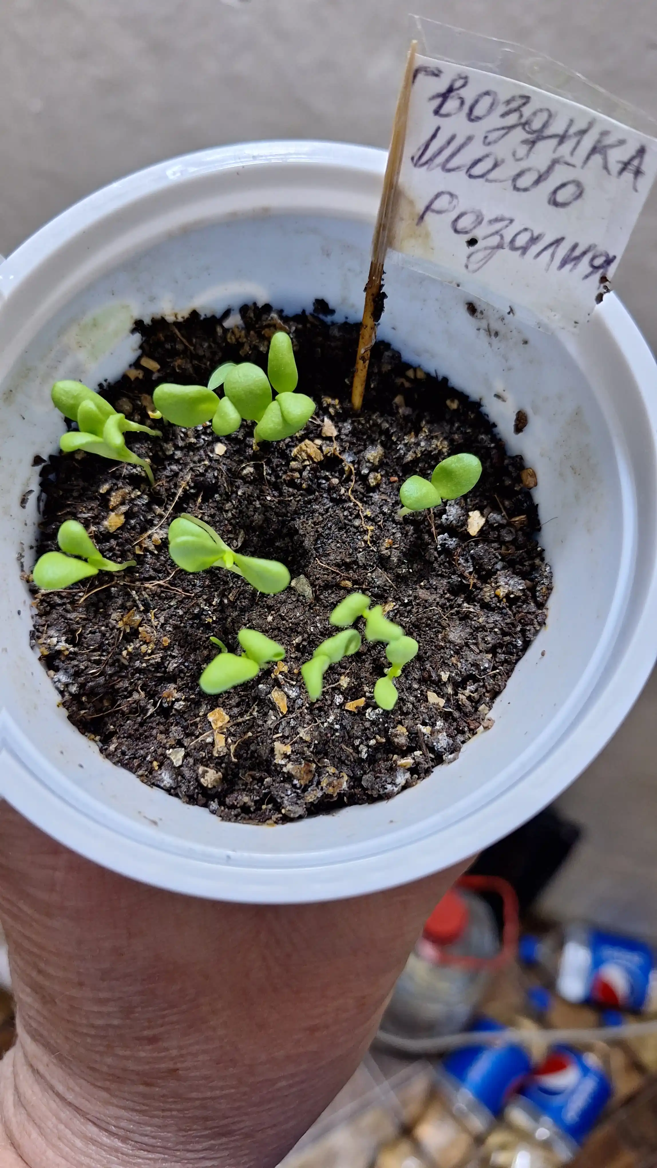 Chinnigullar urug'lari bog' Shabo Rosalia, 0.05 g
