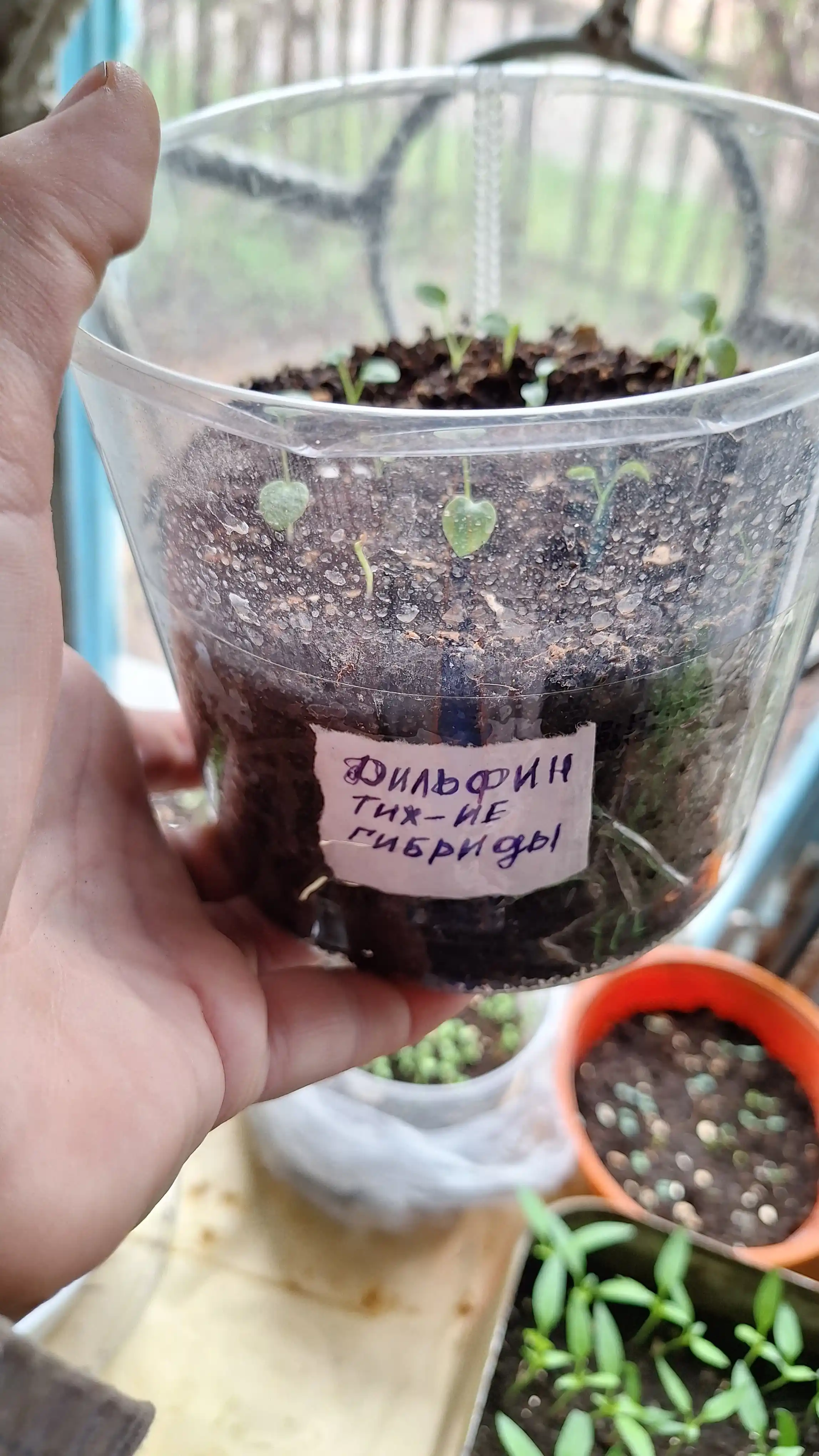 Delphinium urug'lari tinch okeani, aralashmasi, 0.05 g, Gavrish, gullar to'plami