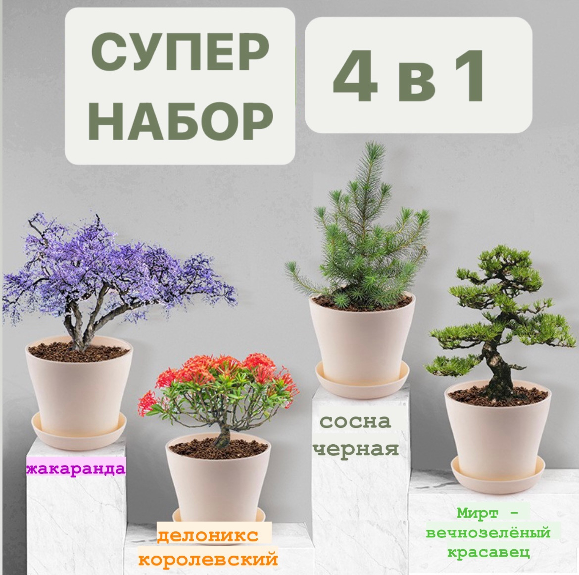 Набор Bonsai для выращивания растений и деревьев бонсай для дома японское  дерево удачи 4в1 купить по низким ценам в интернет-магазине Uzum (929523)