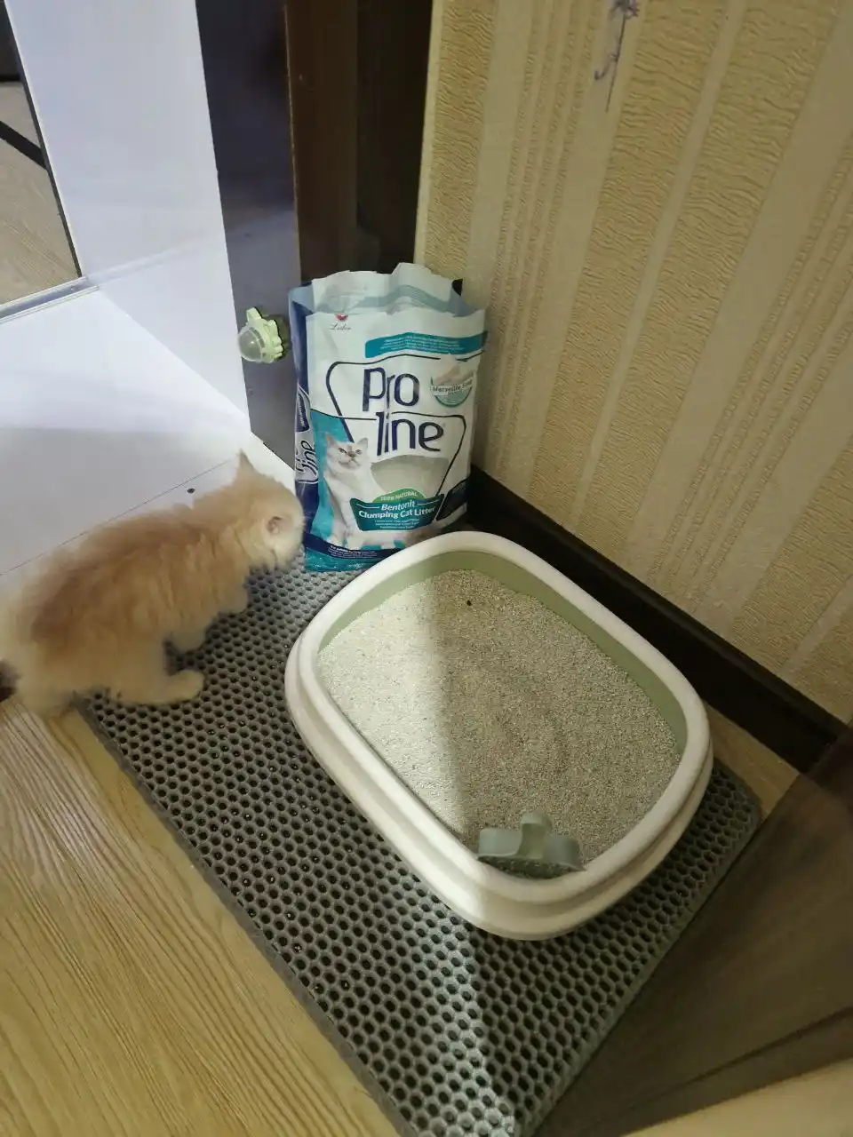 Proline Bentonit to'planadigan to'ldiruvchi, bolalar kukuni aromati bilan, 4.25 kg