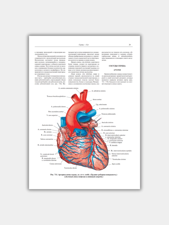 Tibbiyot kitobi, "Atlas anatomii cheloveka", R.D. Sinelnikov, A4 formatda, 2018-2019 yil