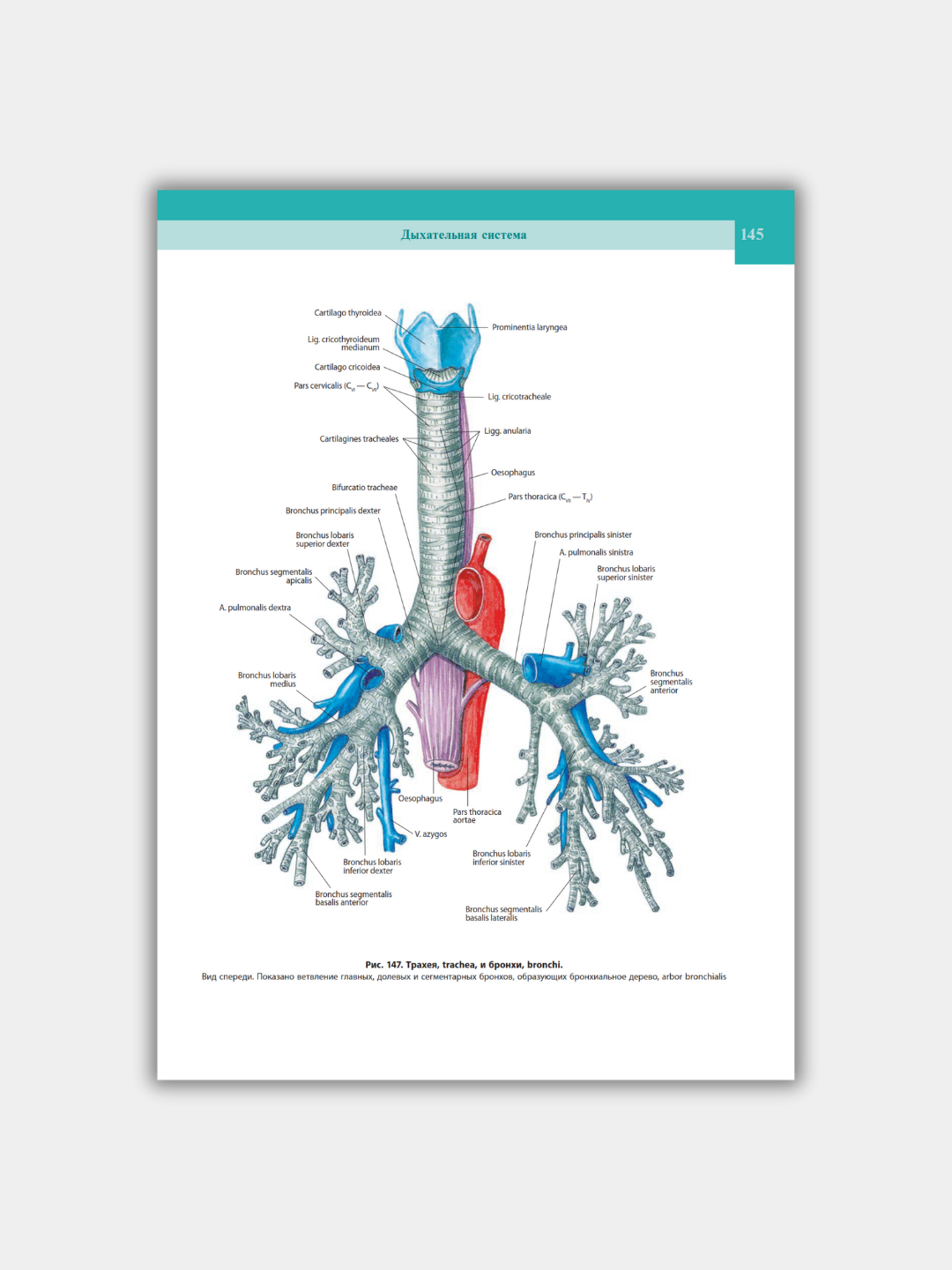 Fohisha Olga, Vladivostok Twinkle Khanna yalangoch filmografiyasi