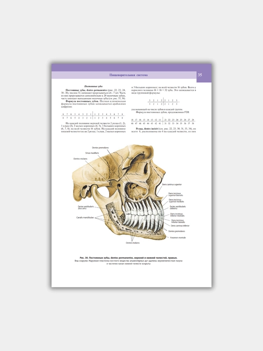 Tibbiyot kitobi, "Atlas anatomii cheloveka", R.D. Sinelnikov, A4 formatda, 2018-2019 yil