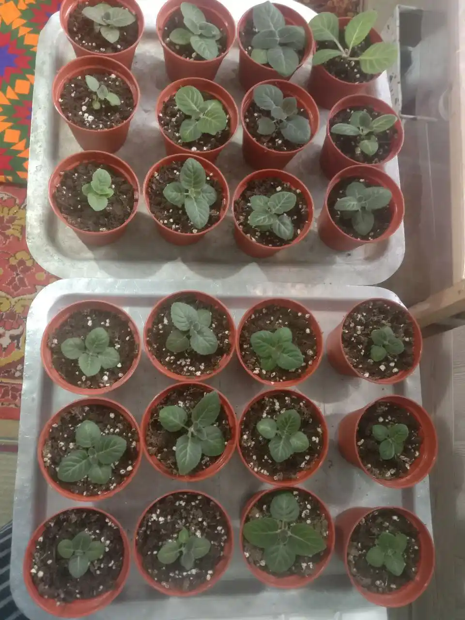 Gloxinia urug'lari, 50 dona